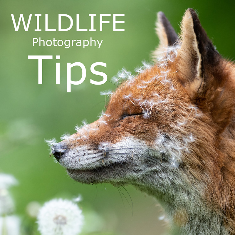 Tips chọn ánh sáng phù hợp chụp ảnh động vật hoang dã